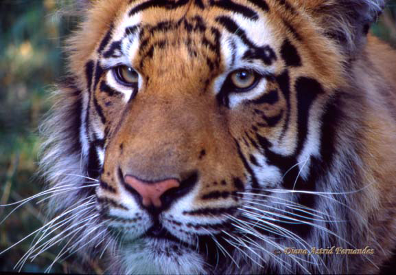 Siberian-Tiger-portrait--zoo